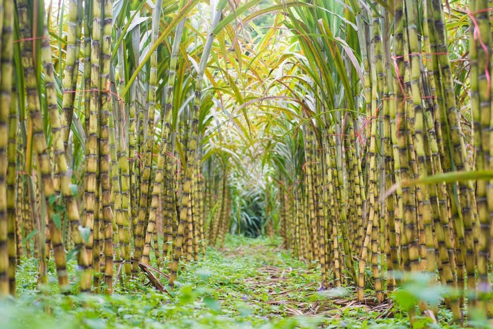 Tin tức demo mia đường miền bắc 4